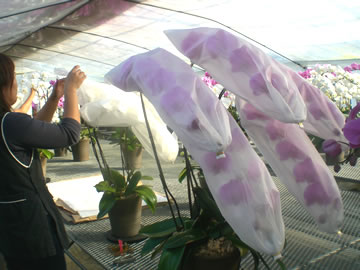 胡蝶蘭お花の保護