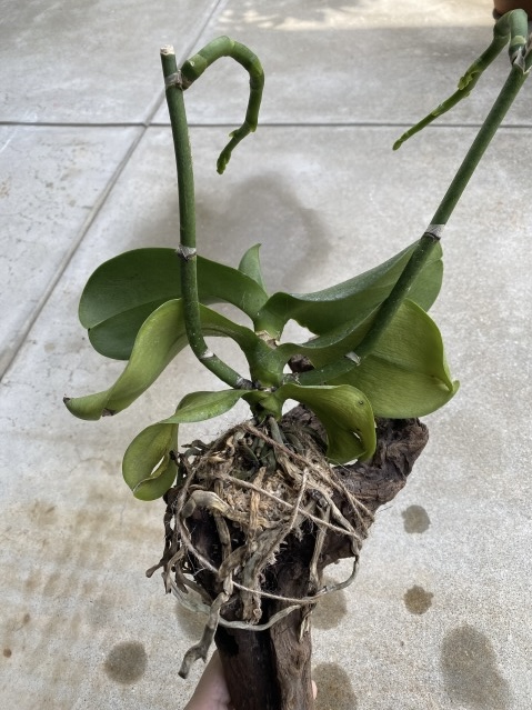 根枯れた胡蝶蘭の延命には花は？