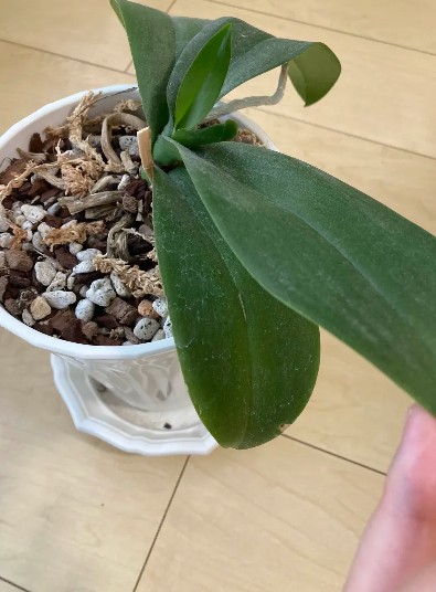 葉が増えなくなりました