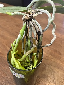 根の黒い部分の対応について