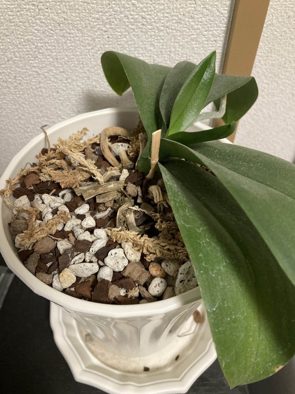 Re: 葉が増えなくなりました