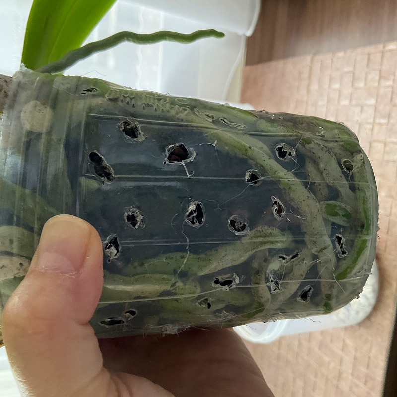 Re: バーグ植えの水やり