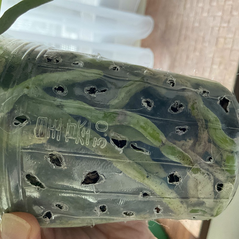 Re: バーグ植えの水やり
