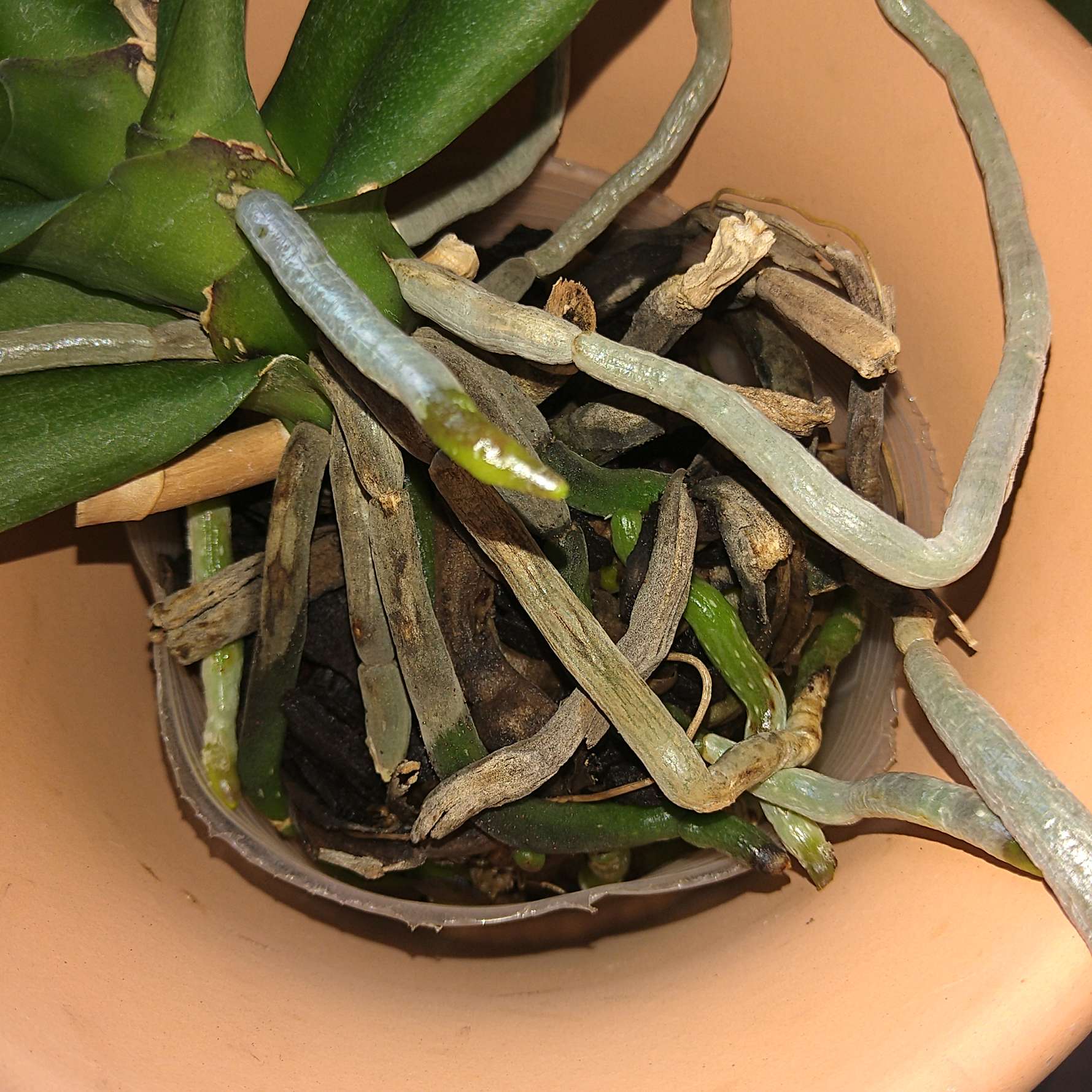 夏場の植え替えについて