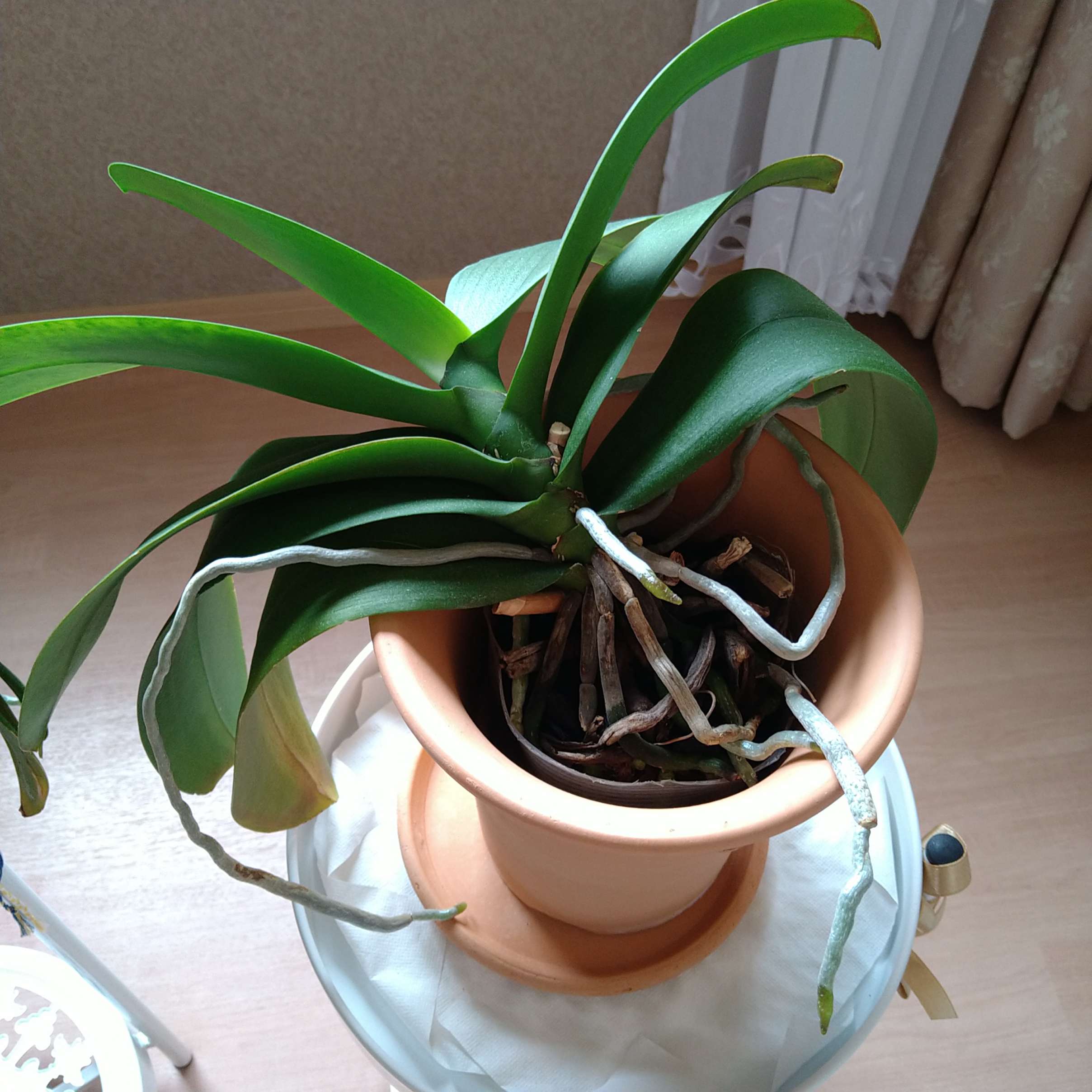 夏場の植え替えについて