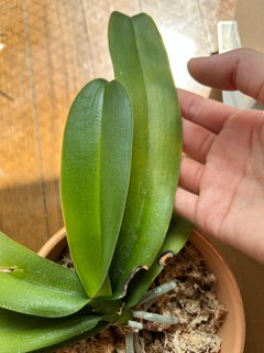 胡蝶蘭の葉の異変について