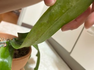 胡蝶蘭の葉の異変について