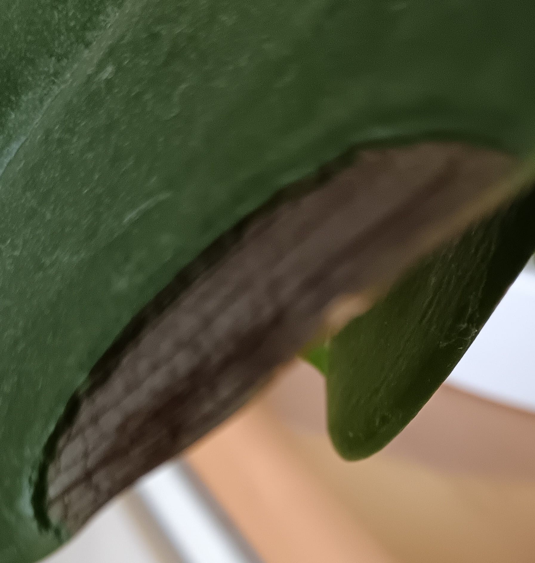 葉っぱについて