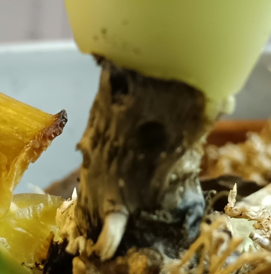 胡蝶蘭の茎が黒くなってます