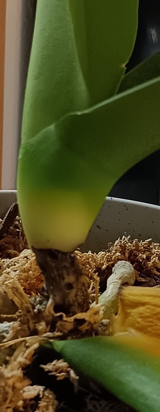 胡蝶蘭の茎が黒くなりました