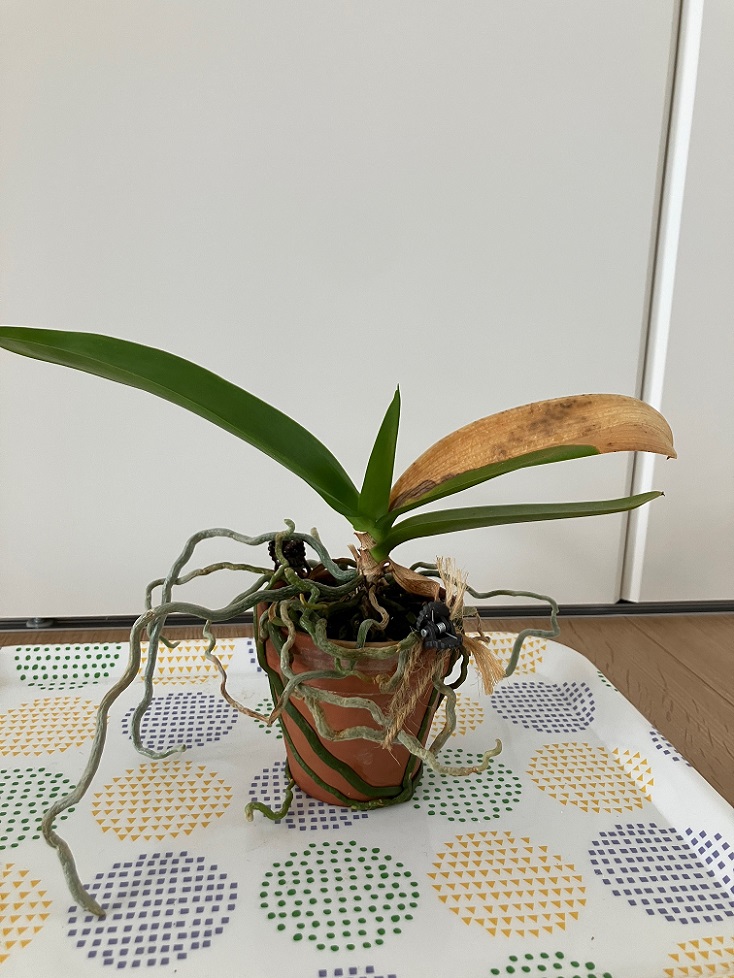 Re: 葉の黄変、ハダニ？