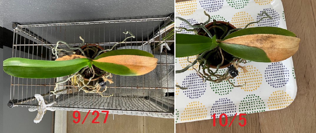 Re: 葉の黄変、ハダニ？