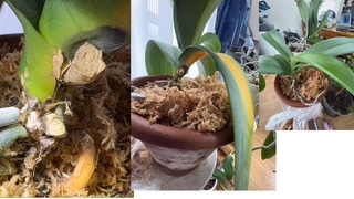 赤い点々とカビ、葉の変色