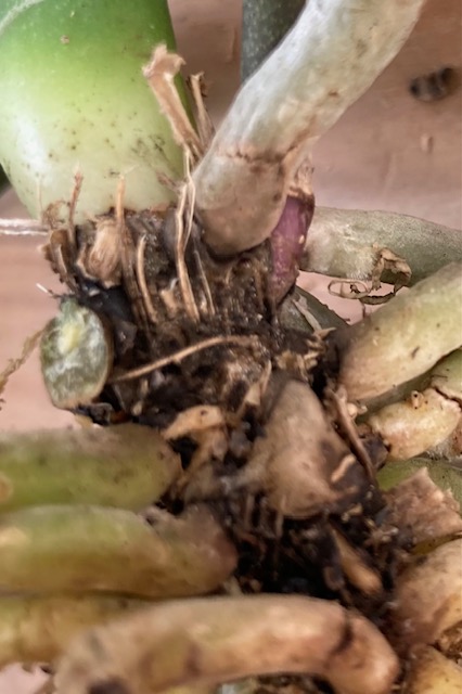 Re: 3本立ての胡蝶蘭