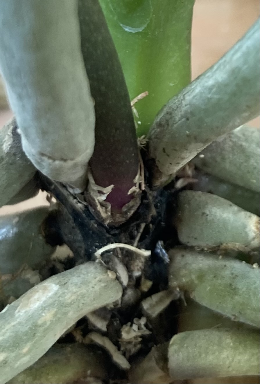 Re: 葉の変色と黒い箇所