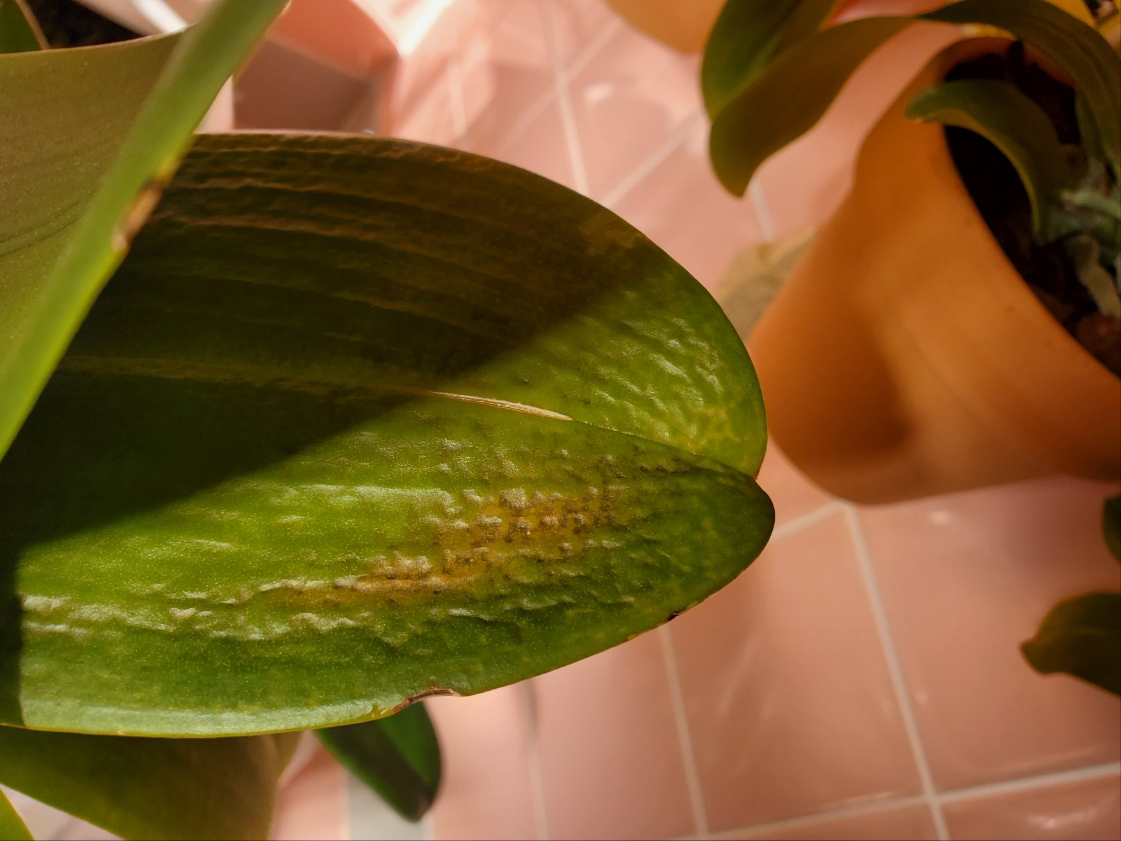 葉にまだら模様があります。