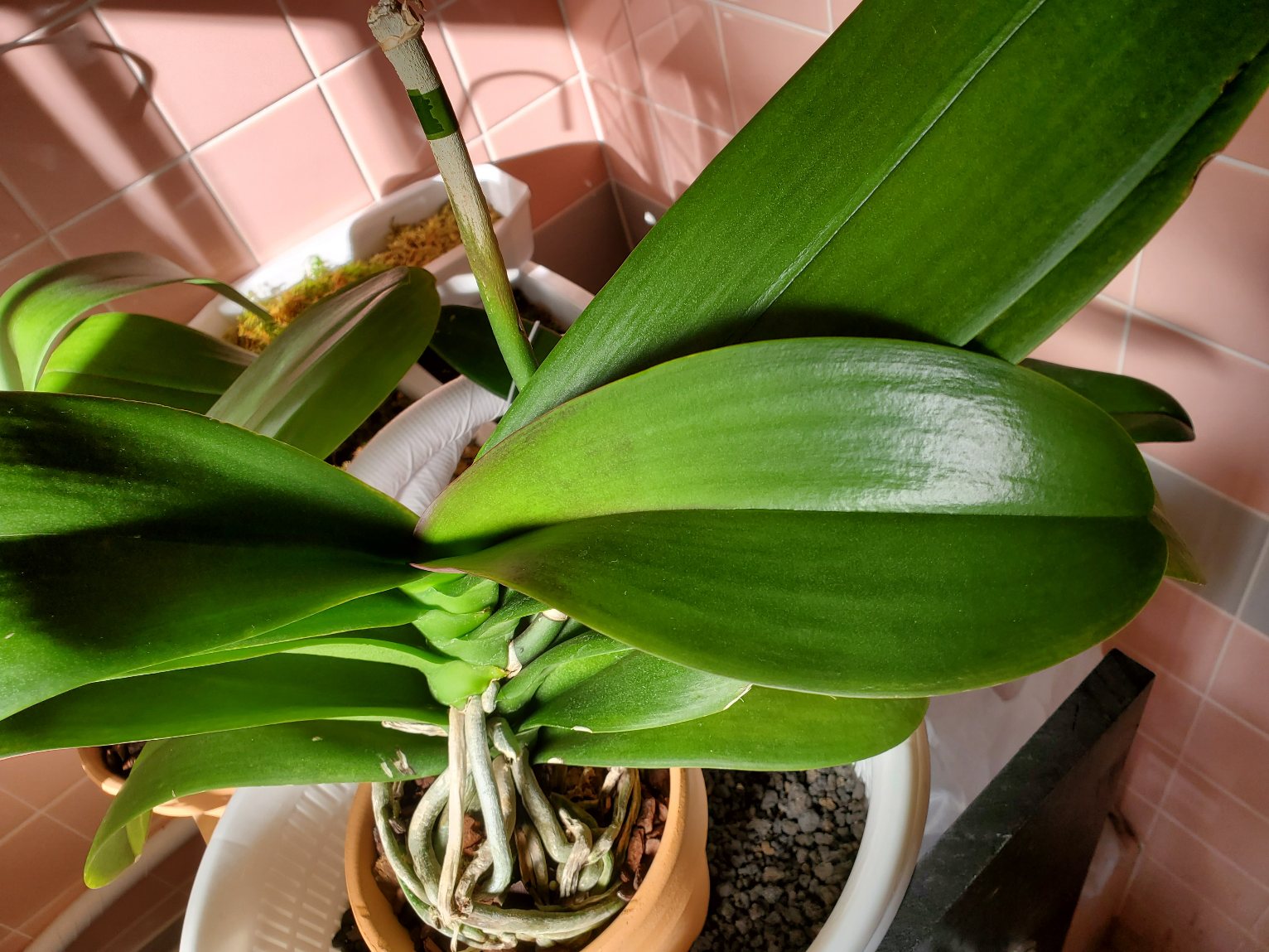 葉にまだら模様があります。