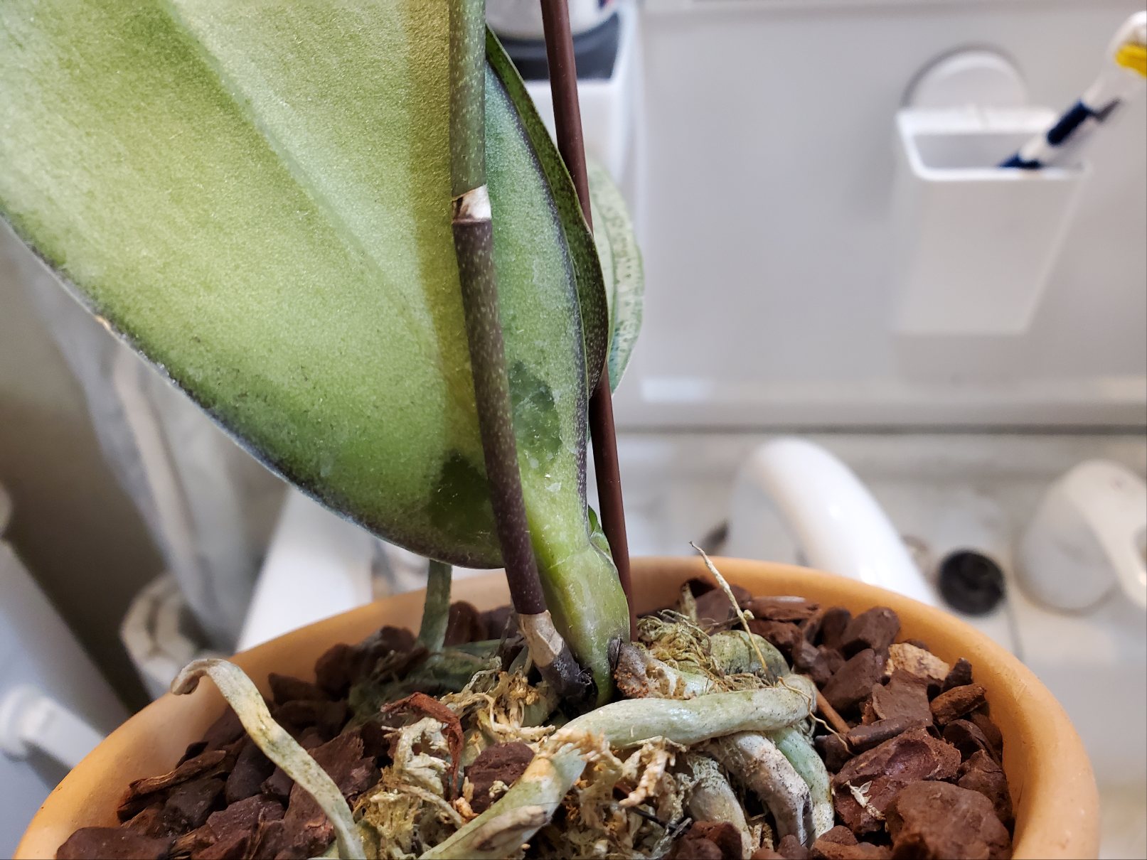 葉の根本が水っぽいです。