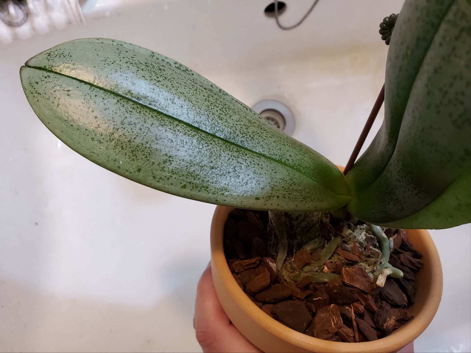 Re: 葉の根本が水っぽい