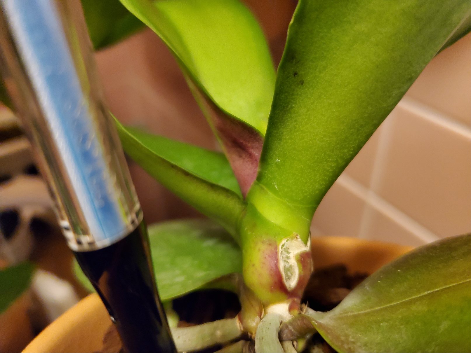 葉の根本がピンク色です。