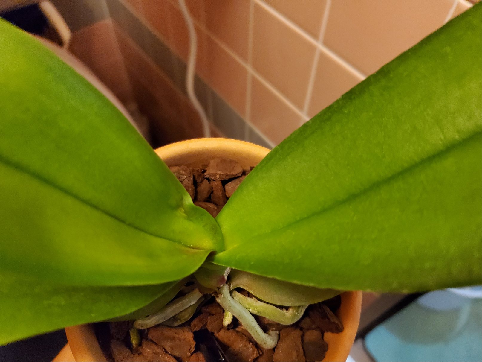 Re: 葉の根本がピンク色