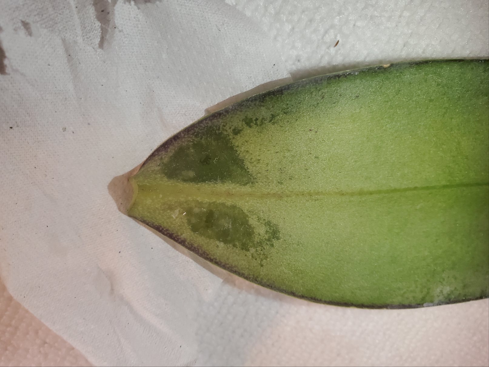 Re: 葉の根本が水っぽい